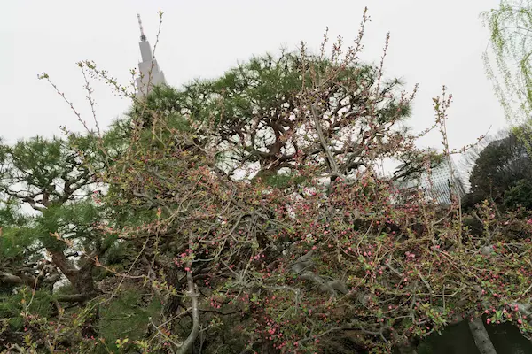 Pink blossoms